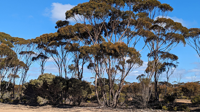 Australian tree planting thrives in 2024 with Jac One Tree Initiative