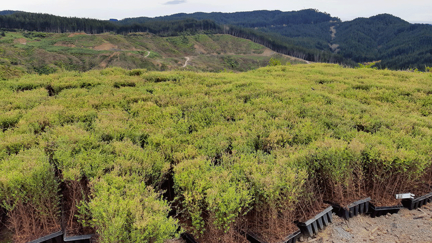 100K Trees Planted!-New Zealand