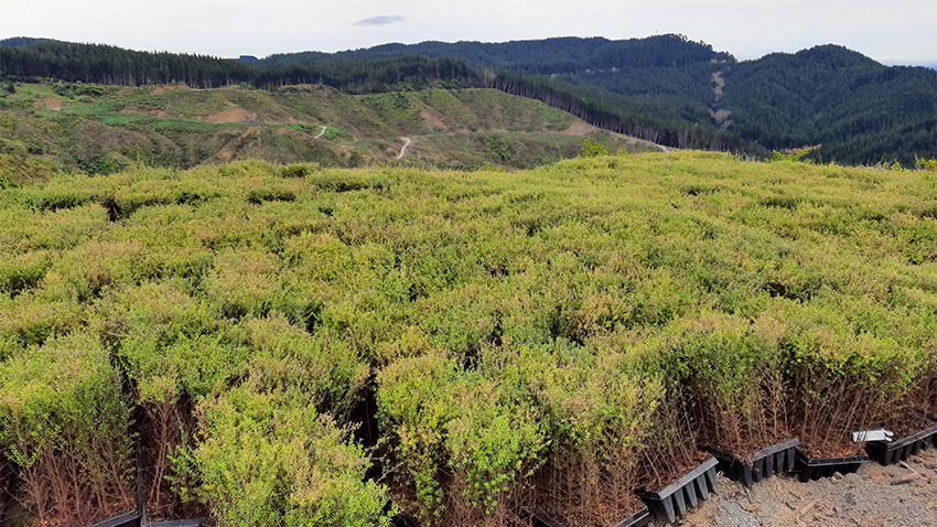 New Zealand Tree Planting Program Update 2022